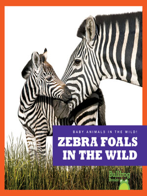 cover image of Zebra Foals in the Wild